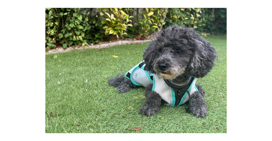 Il tuo cane soffre il caldo? Come aiutarlo a vivere meglio l'estate
