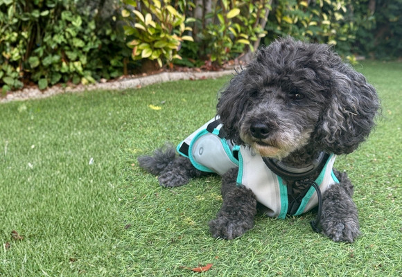 Il tuo cane soffre il caldo? Come aiutarlo a vivere meglio l'estate