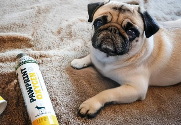 Quando il tuo cane fa fatica a respirare: come riconoscere i segnali e capire se è tra le razze più sensibili