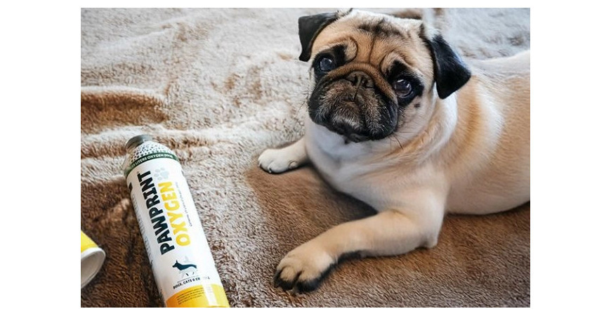 Wenn Ihr Hund Schwierigkeiten beim Atmen hat: So erkennen Sie die Anzeichen und erfahren, ob er zu den empfindlichsten Rassen ge