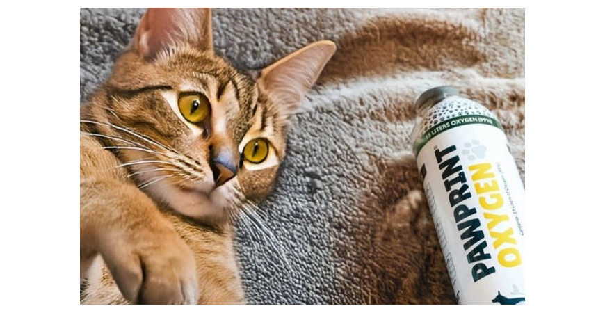 Hat Ihre Katze Atembeschwerden? Erfahren Sie, wie Sie die Anzeichen erkennen und was Sie tun können