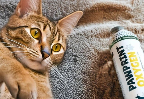 Il tuo gatto fa fatica a respirare? Scopri come riconoscere i segnali e cosa puoi fare